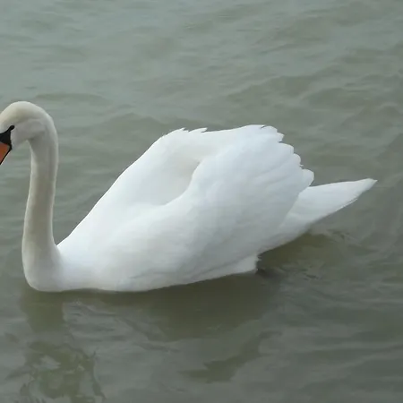 מלון Bf Balatonföldvár