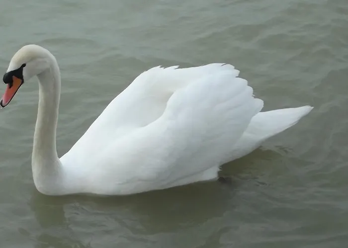 ホテル Bf Balatonföldvár